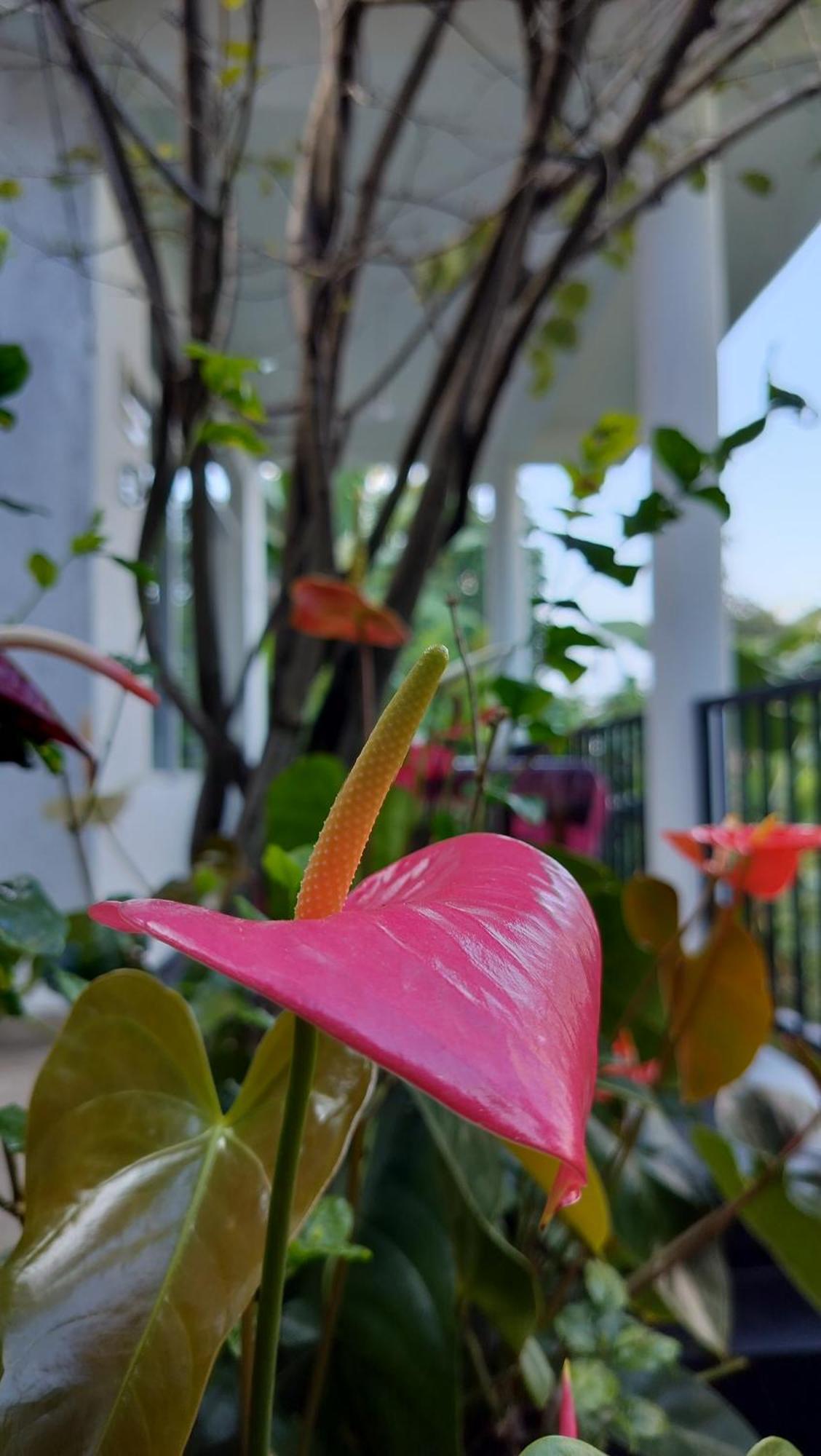 The Bliss Homestay Ella Εξωτερικό φωτογραφία